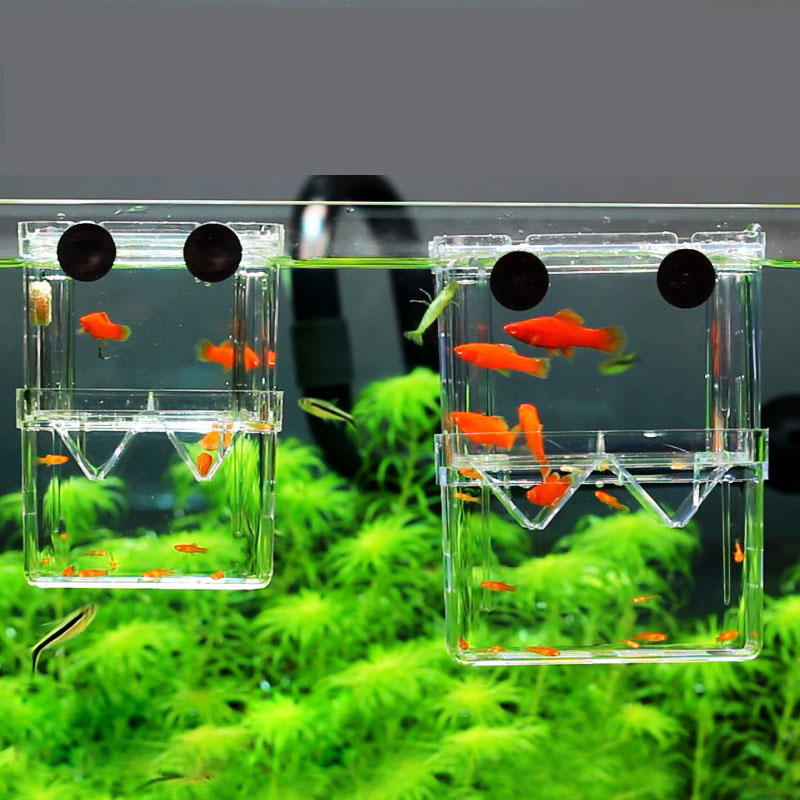 Betta Fish Tank - Изолирующая коробка для разведения павлина, аквариум,