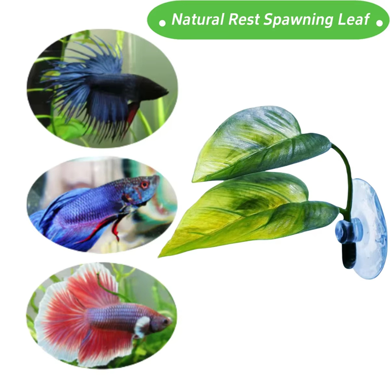 Аксессуары для аквариумов: иск – обзор и цена Betta Fish Tank