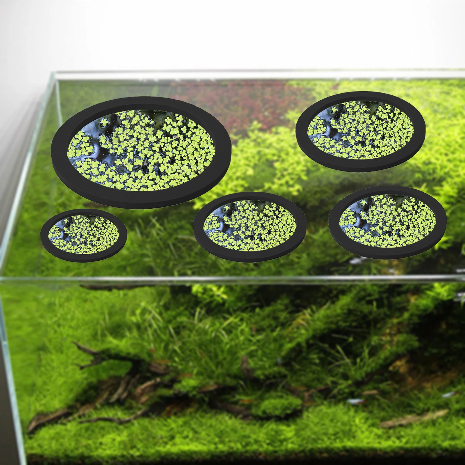 5 шт., кольцо для кормления ры – обзор и цена Fish Aquarium Home